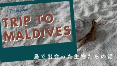 【デュシタニモルディブ】日本じゃ会えない！？島で出会った陸の生き物たち